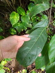 Ocotea leucoxylon