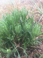 Senecio ceratophylloides