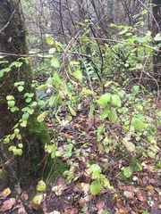 Symphoricarpos albus