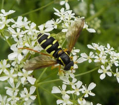 Xanthogramma citrofasciatum