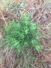 Senecio ceratophylloides