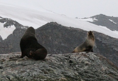 Arctocephalus gazella