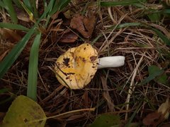 Russula lutea