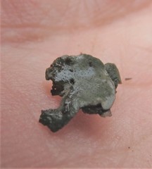 Dermatocarpon americanum