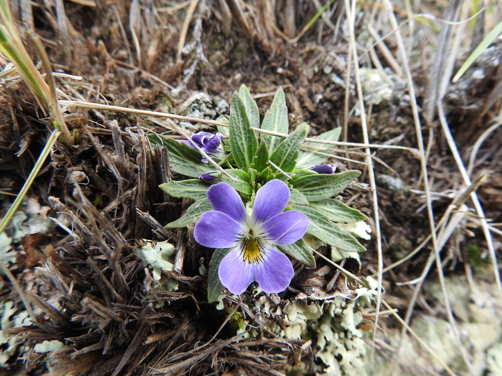 Triflabellium