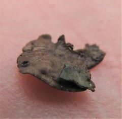 Dermatocarpon americanum