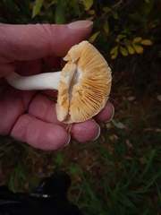 Russula lutea