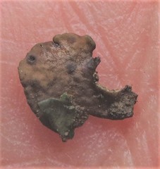 Dermatocarpon americanum