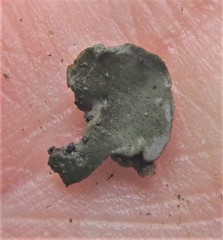 Dermatocarpon americanum