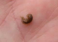 Gammarus minus