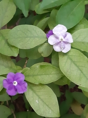 Brunfelsia australis