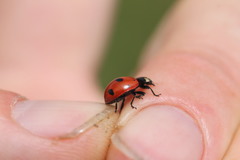 Coccinella magnifica