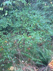 Magnoliopsida