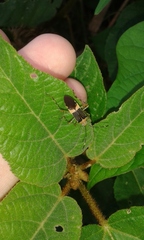 Hypselonotus lineatus