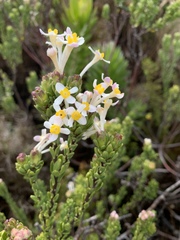 Gnidia tomentosa
