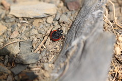 Coccinella magnifica