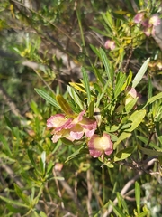 Dodonaea viscosa angustifolia