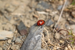 Coccinella magnifica