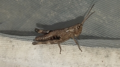 Chloealtis conspersa