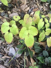 Epimedium
