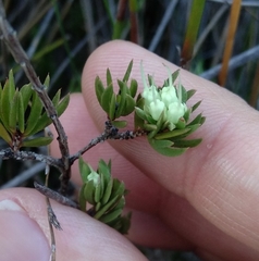 Darwinia diminuta