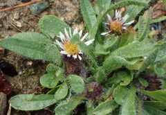 Erigeron humilis