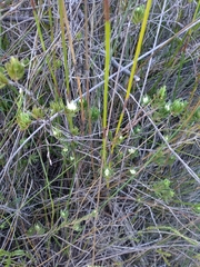Darwinia diminuta