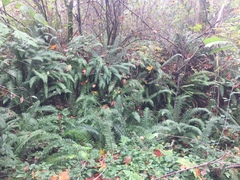 Polystichum munitum