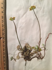 Eriogonum marifolium