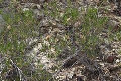 Pteronia flexicaulis