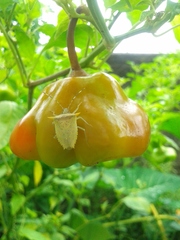 Arvelius albopunctatus