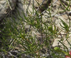 Pteronia flexicaulis