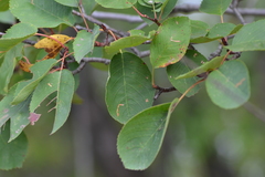 Amelanchier sanguinea