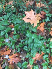 Rubus ursinus