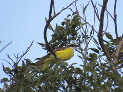 Pitangus sulphuratus