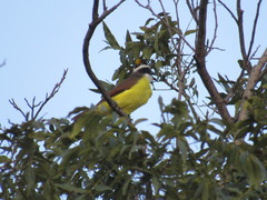 Pitangus sulphuratus