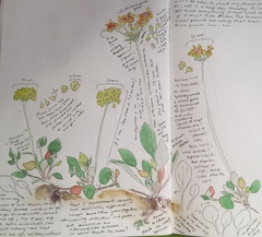 Eriogonum marifolium