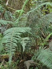 Dryopteris wallichiana