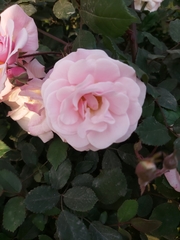 Rosa chinensis