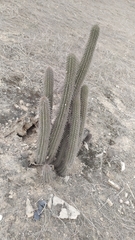 Haageocereus acranthus