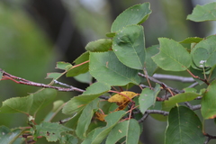 Amelanchier sanguinea