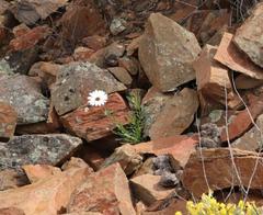 Dimorphotheca montana