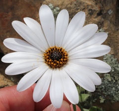 Dimorphotheca montana