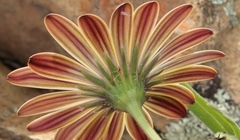 Dimorphotheca montana