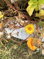 Magnoliopsida