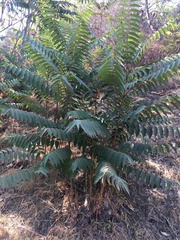 Ailanthus altissima