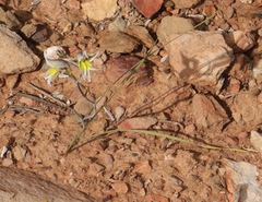 Gladiolus permeabilis