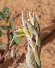 Gladiolus permeabilis