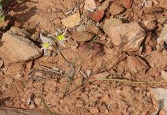 Gladiolus permeabilis