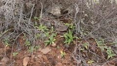 Chlorophytum crispum